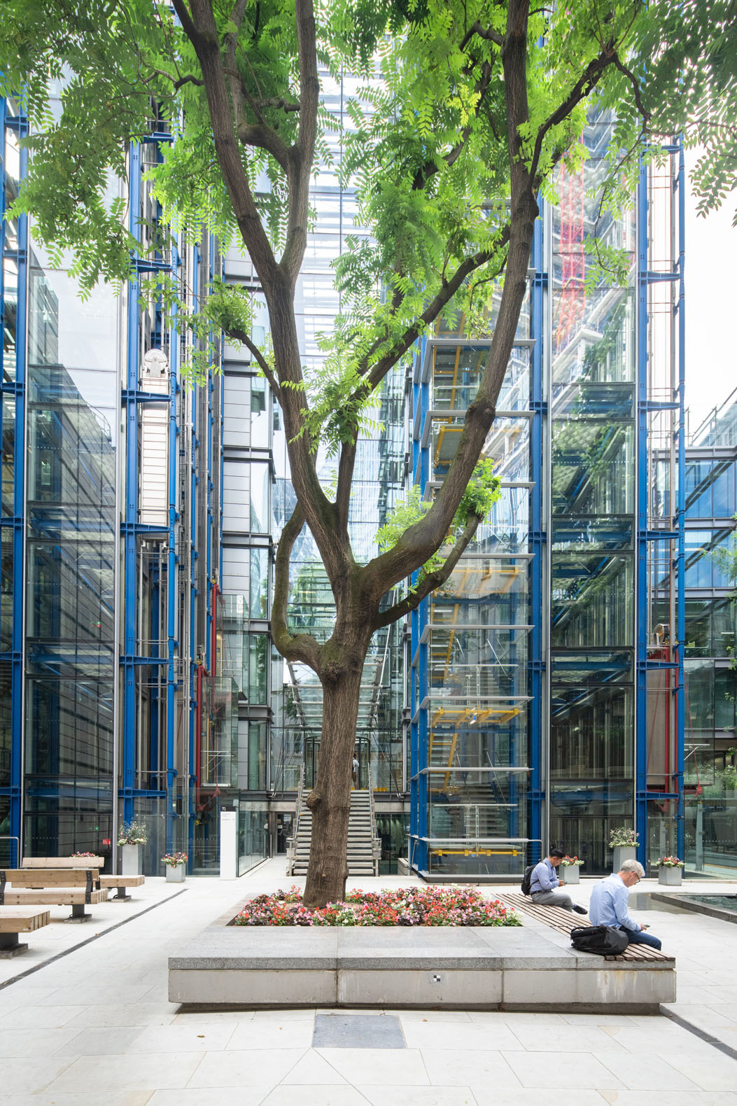 Tree in Eastern City